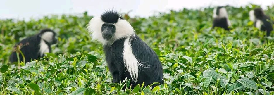 Fathom Africa Safaris