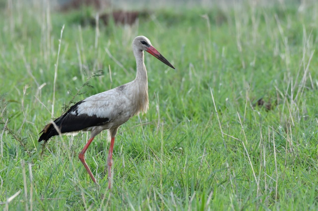 Shoebill bird watching in Mabamba Swamp Uganda