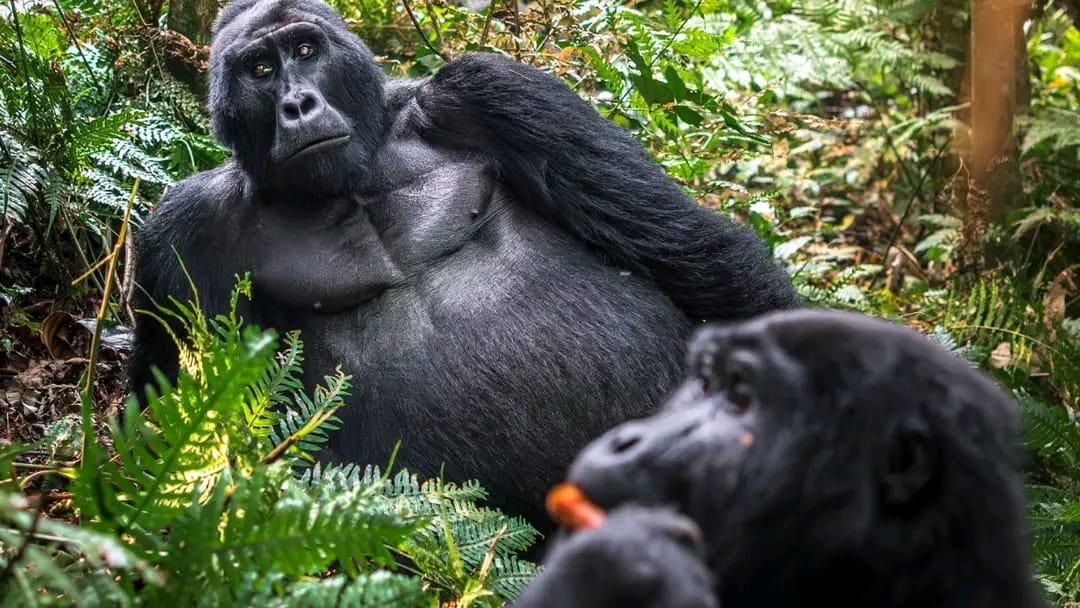 Gorilla trekking Adventures in Bwindi Impenetrable Forest, uganda - Fathom Africa Safaris