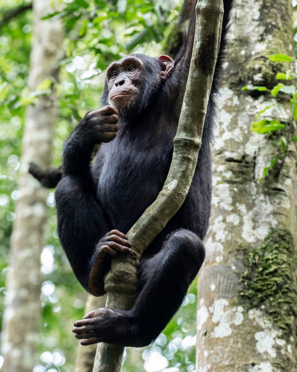 Chimpanzee tracking in Rwanda - Fathom Africa Safaris