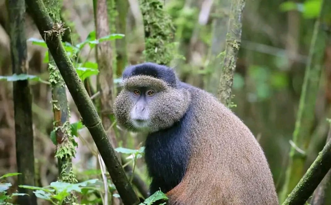 Mountain gorilla in Volcanoes National Park, Rwanda