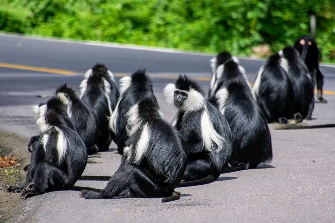 Gorilla trekking in Volcanoes National Park, Rwanda