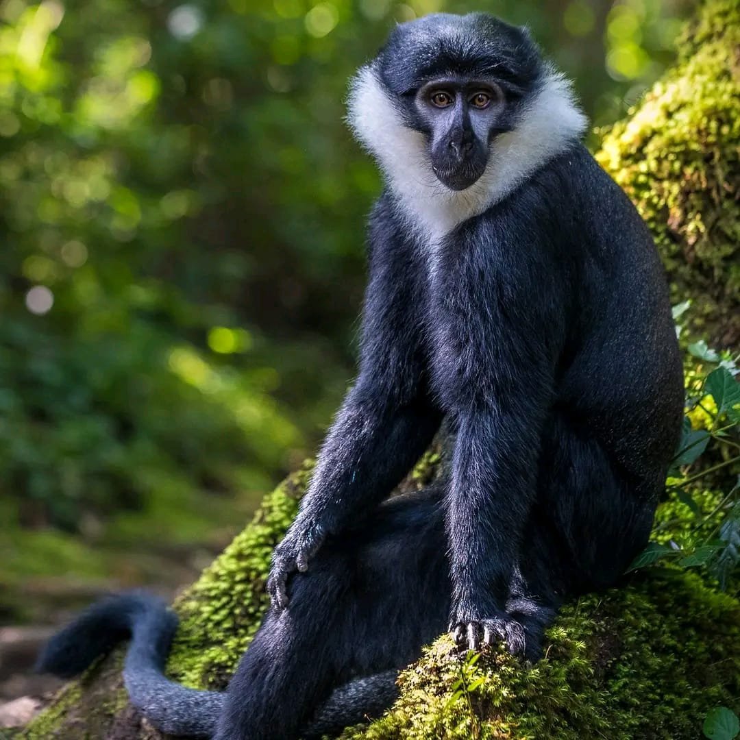 Chimpanzee trekking in Nyungwe Forest
