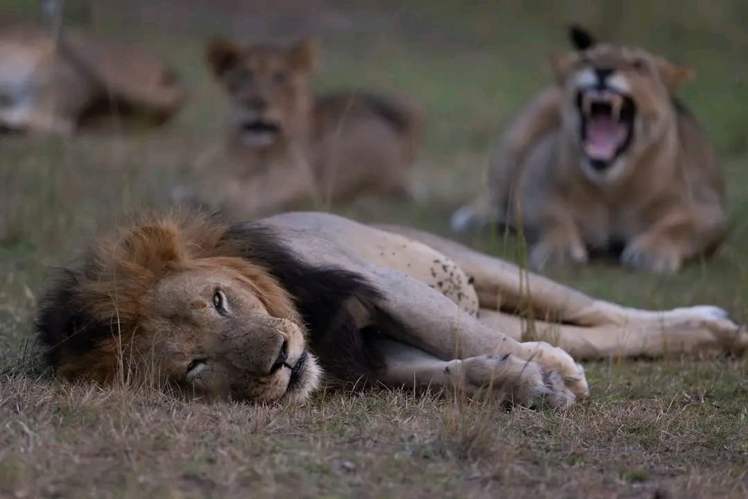 Fathom Africa Safaris - Mission and Vision