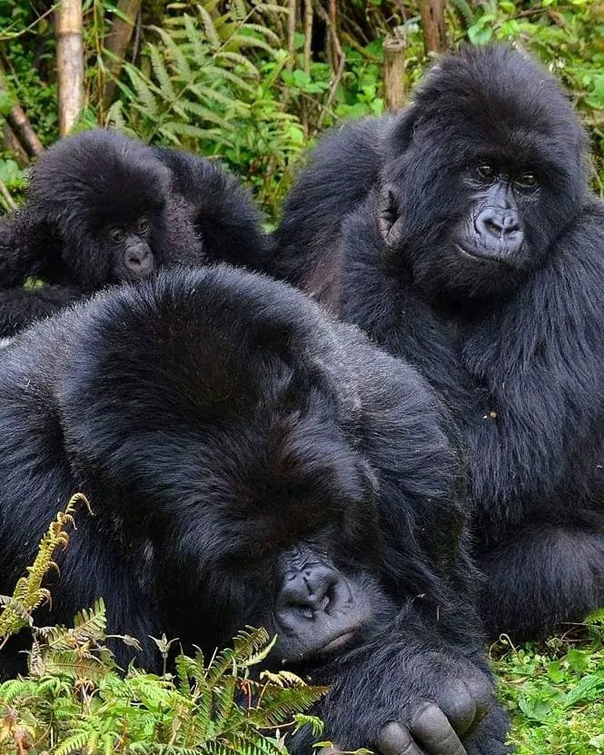 Gorilla trekking in Rwanda