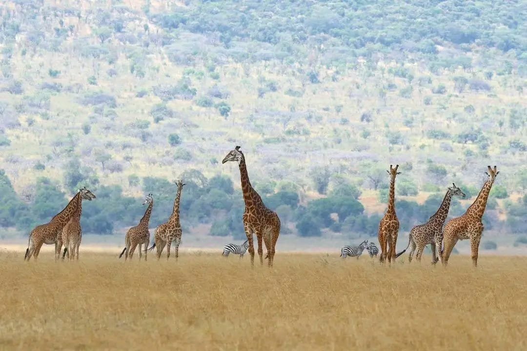 Rwanda's Wild Heart Safari - Primate and wildlife journey