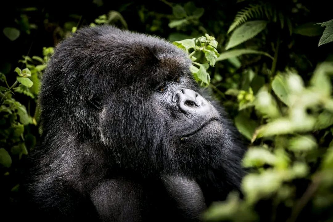 Rwanda - Land of a Thousand Hills