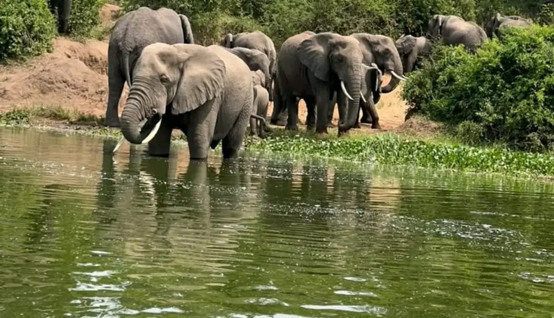 Queen Elizabeth National Park safari tour with Fathom Africa Safaris