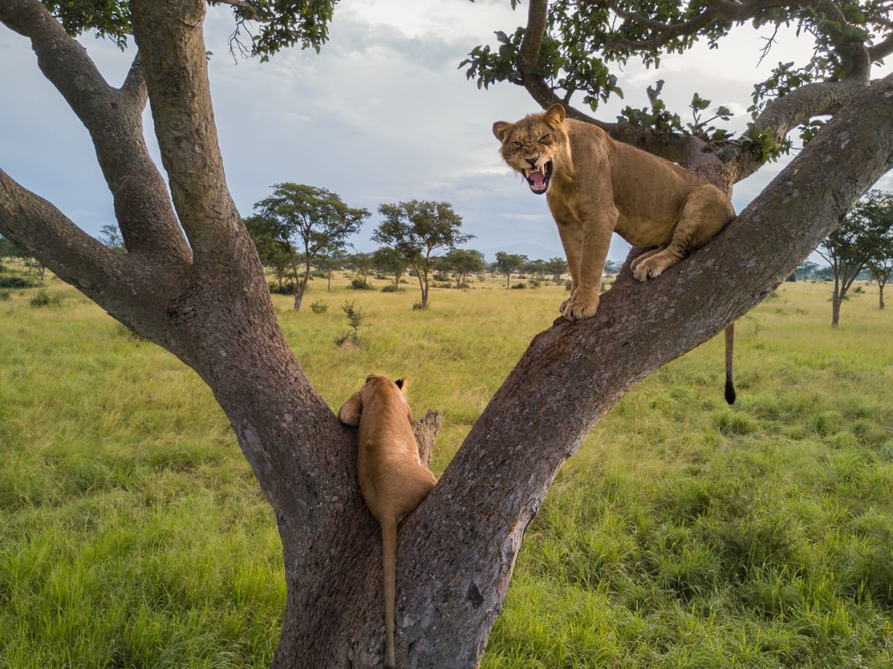 Wildlife safari in Akagera National Park Rwanda