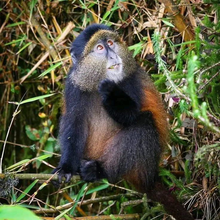 Rwanda and Uganda Safari - Gorilla trekking and Big Five