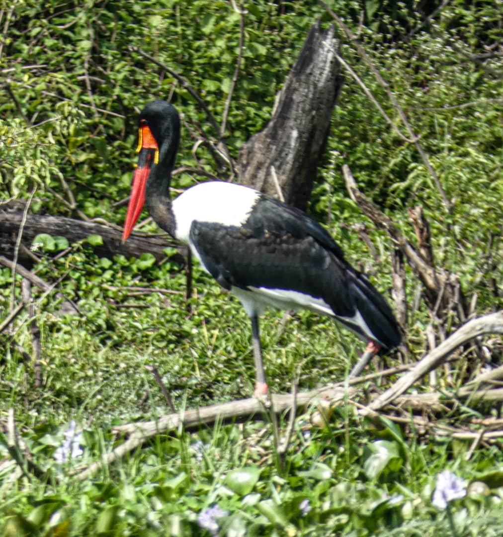 Uganda and Rwanda Birding Expedition