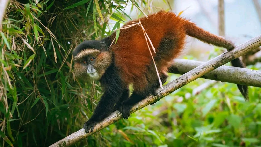 Golden monkey tracking in Volcanoes National Park, Rwanda