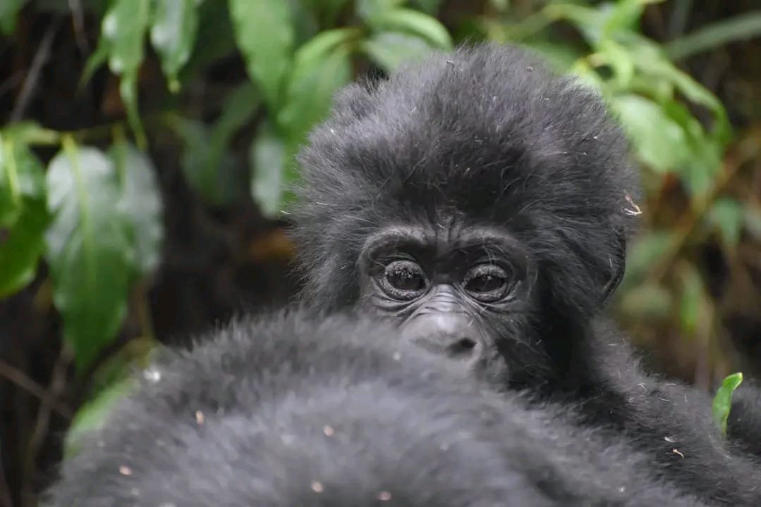 Rwanda-Uganda Primate Expedition - Golden monkeys and gorillas