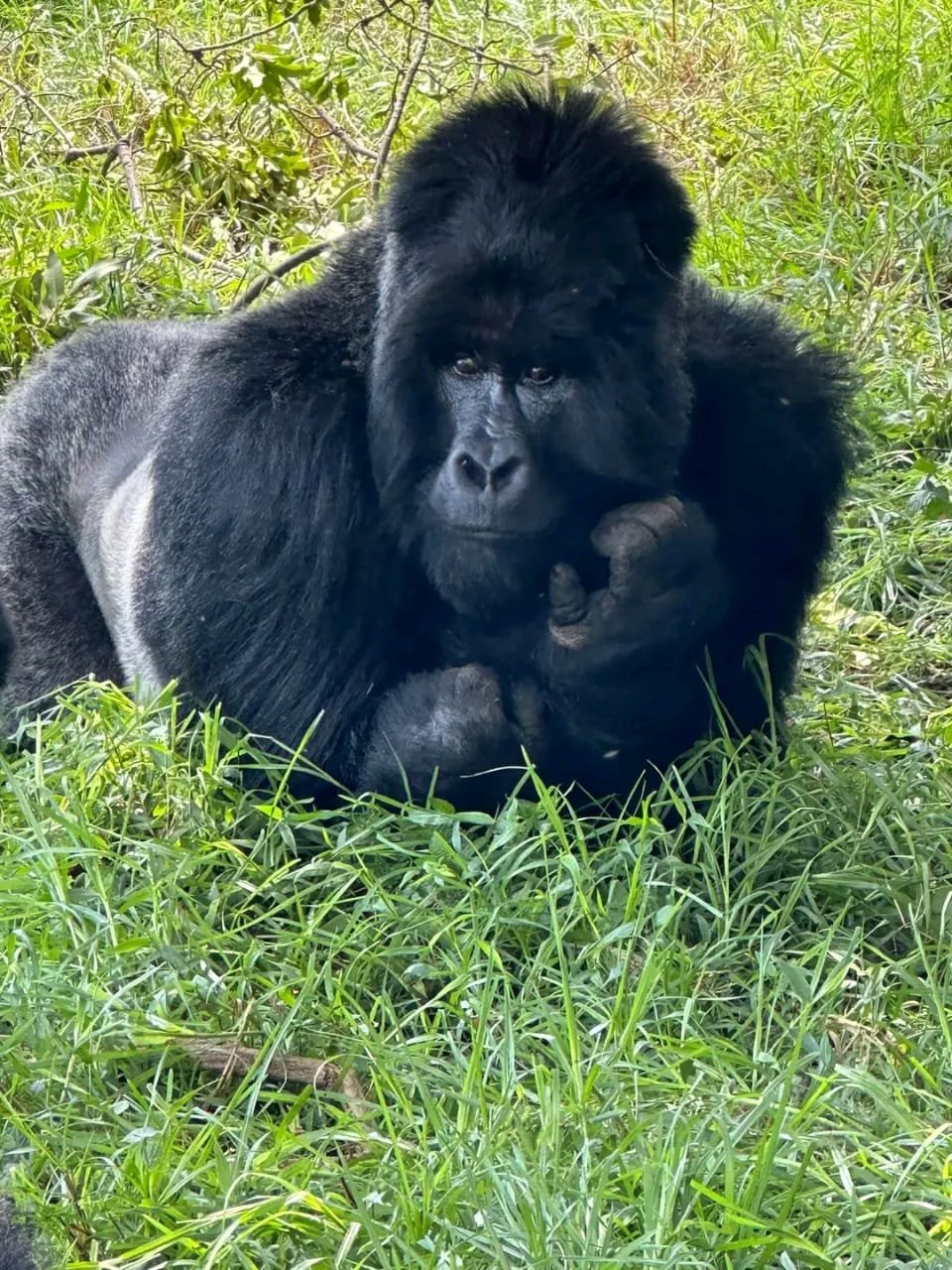 Cross Border Gorilla and Golden Monkey Safari