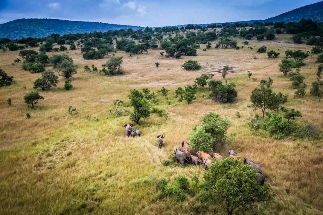 Rwanda and Uganda Safari