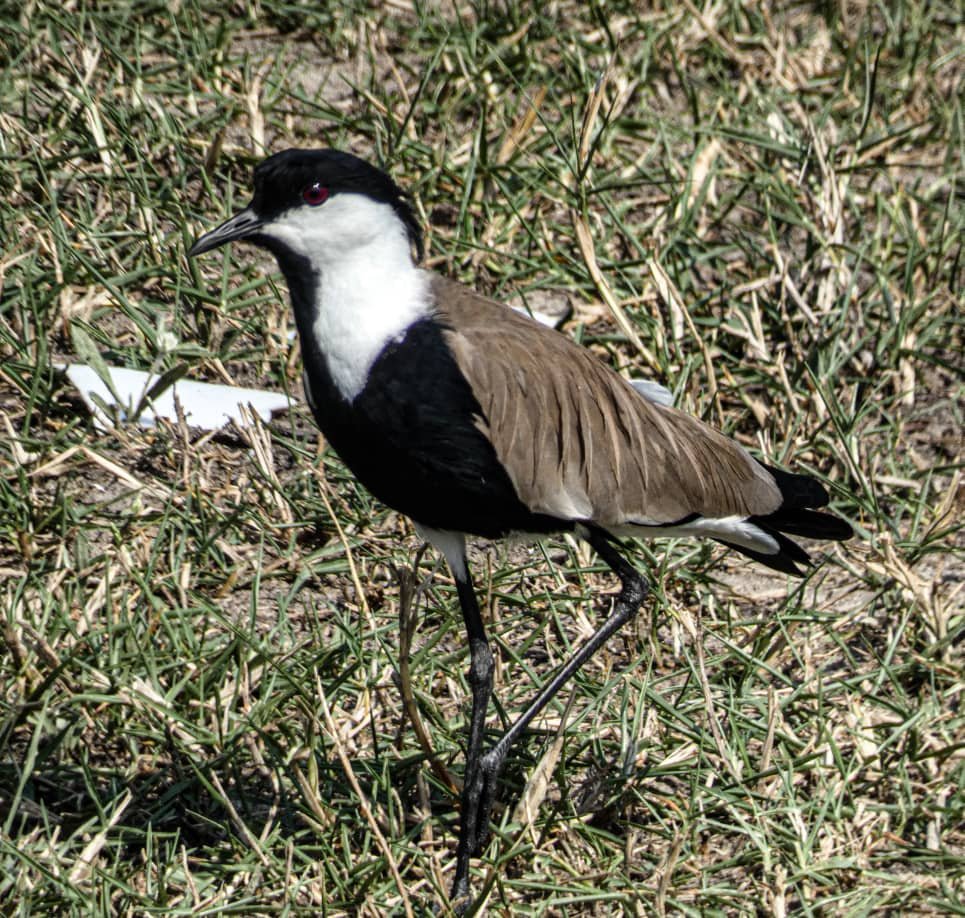 10-Day Uganda Birding Safari