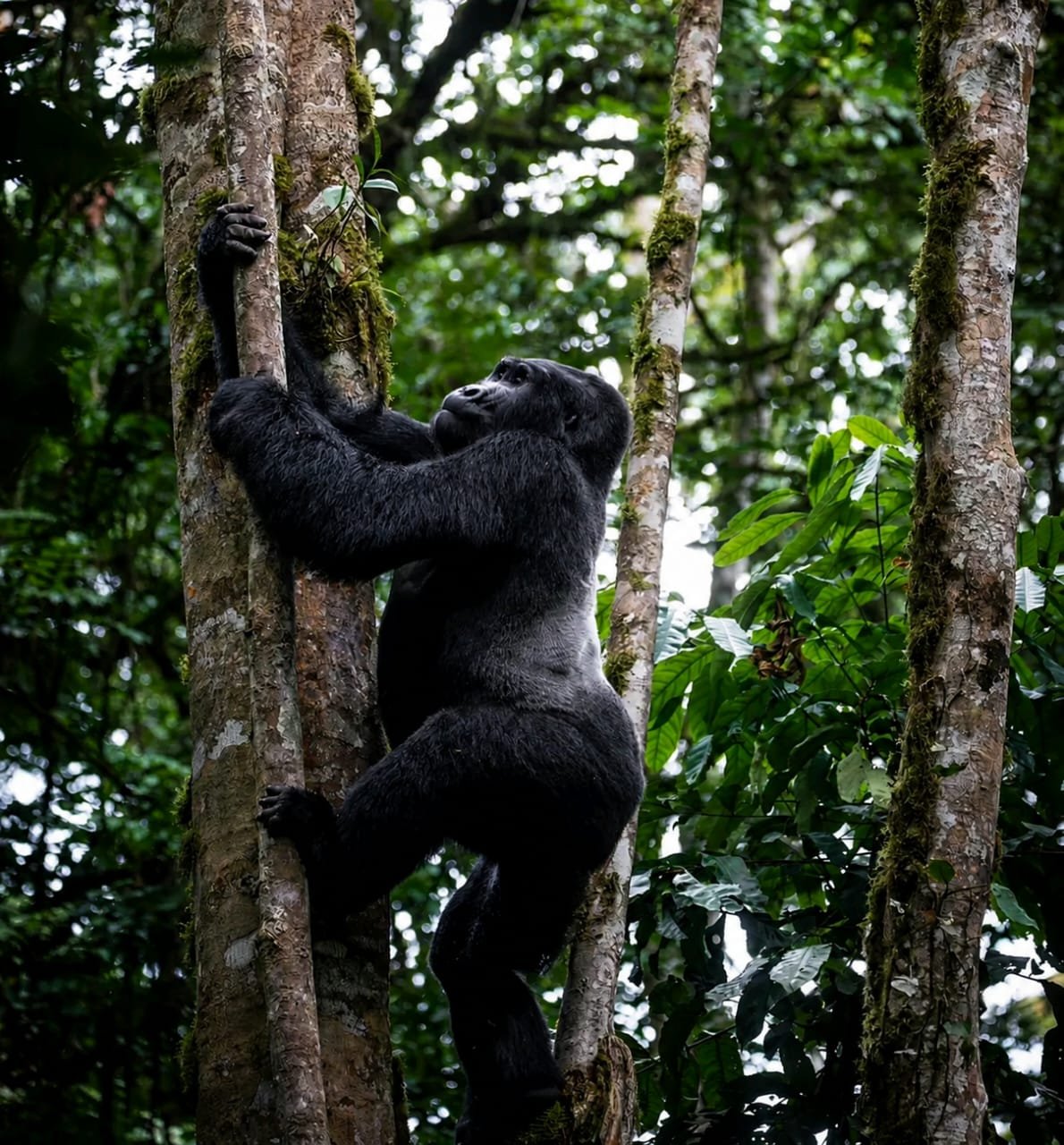 11-Day Uganda Gorilla, Chimpanzee & Wildlife Journey