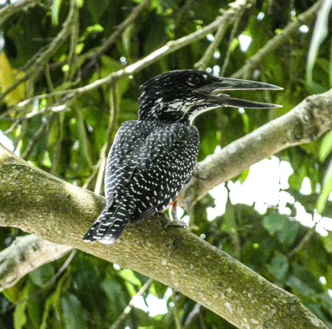 Ultimate Uganda Birding Safari