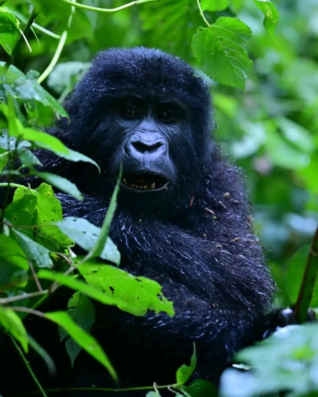 3-Day Fly-in Gorilla Trekking Safari