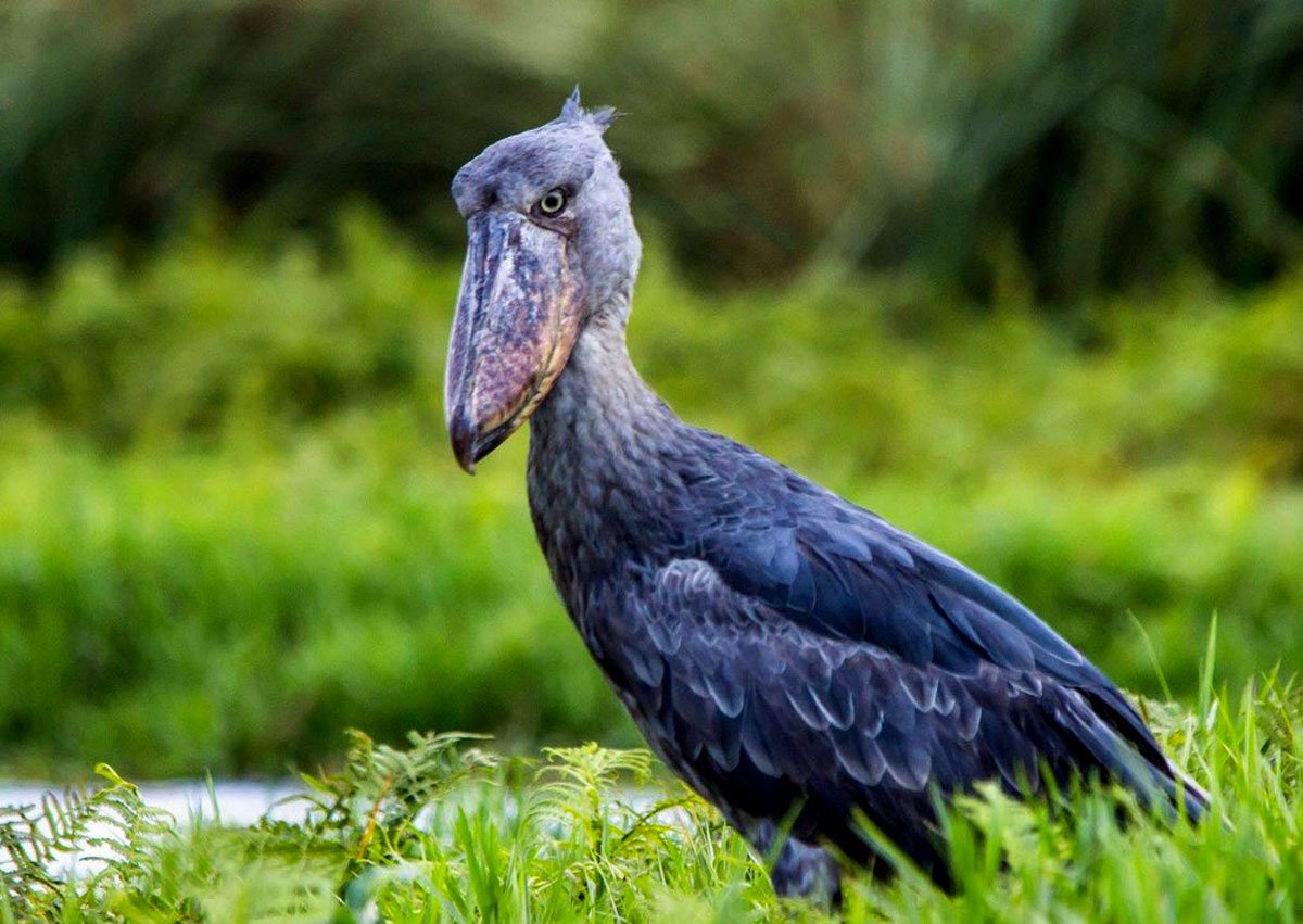 Uganda Birding Experience