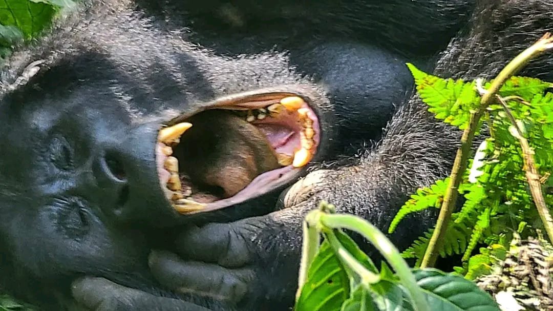 3-Day Gorilla Habituation Experience