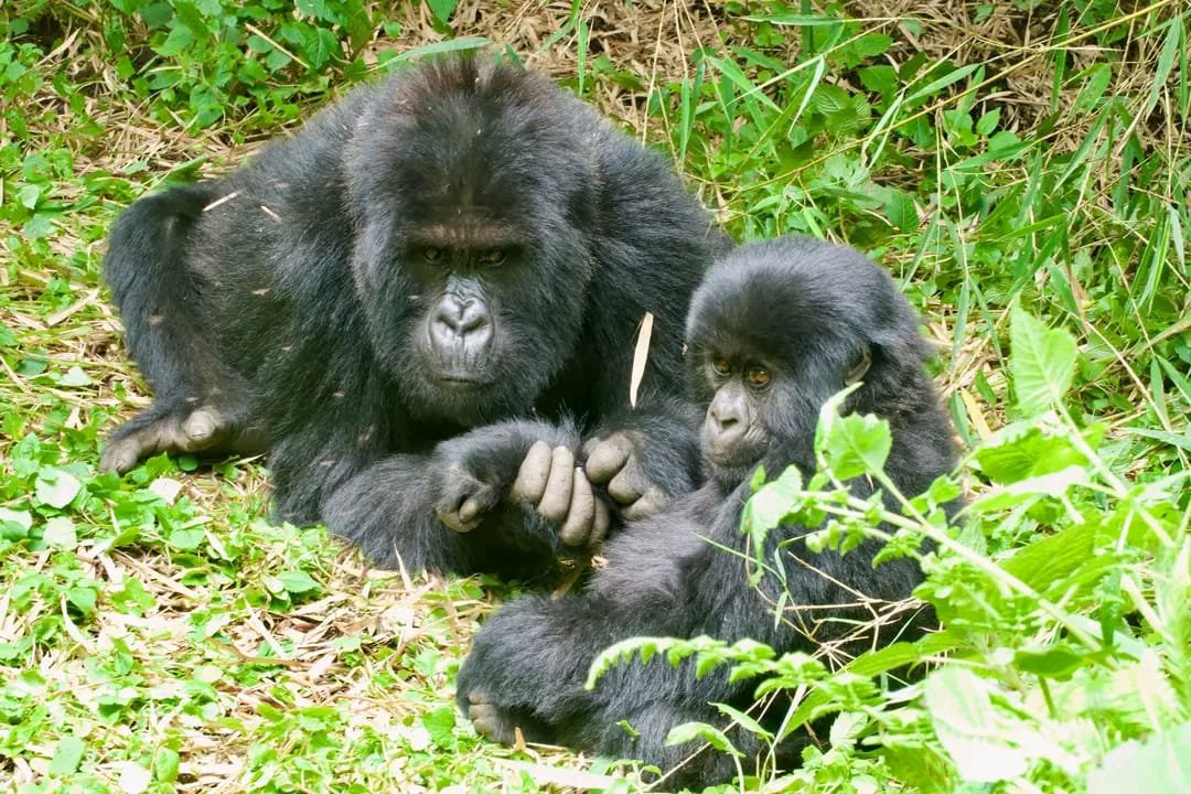 3-Day Gorilla Trekking & Lake Mburo Safari