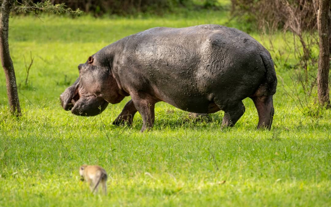 Gorilla Trekking and Lake Mburo Wildlife