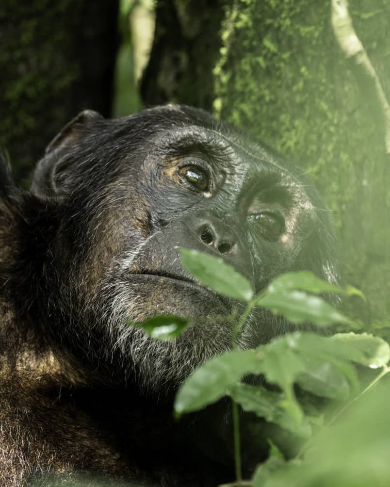 3-Day Chimpanzee Trekking Safari in Kibale
