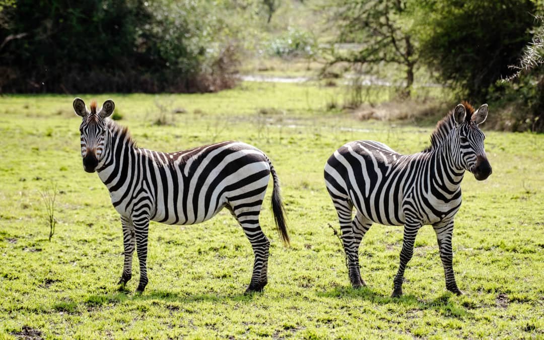 Lake Mburo boat cruise