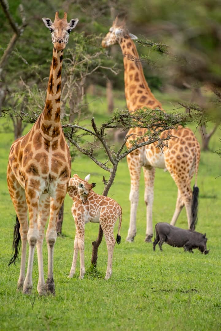 3-Day Lake Mburo National Park Safari