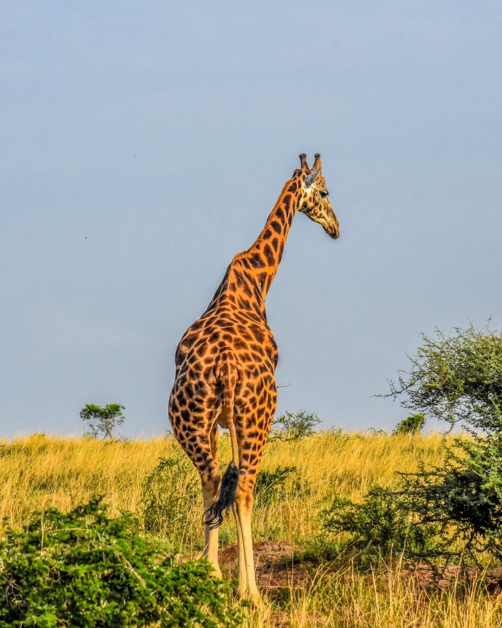 Murchison Falls boat cruise