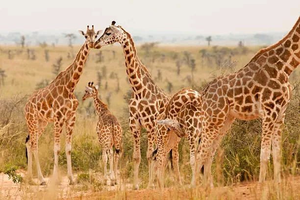 Murchison Falls boat cruise
