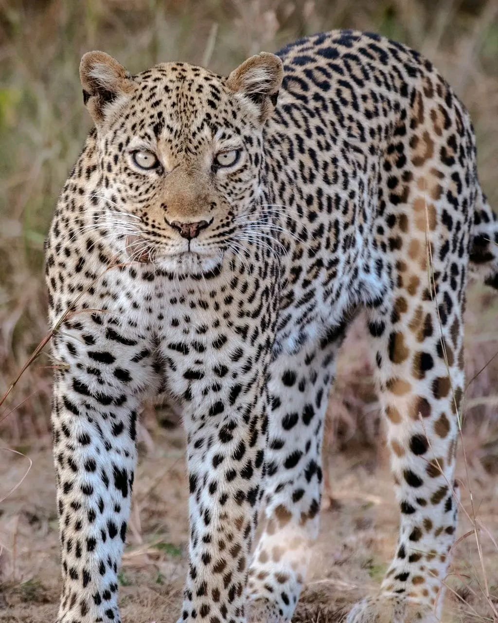 3-Day Queen Elizabeth National Park Safari