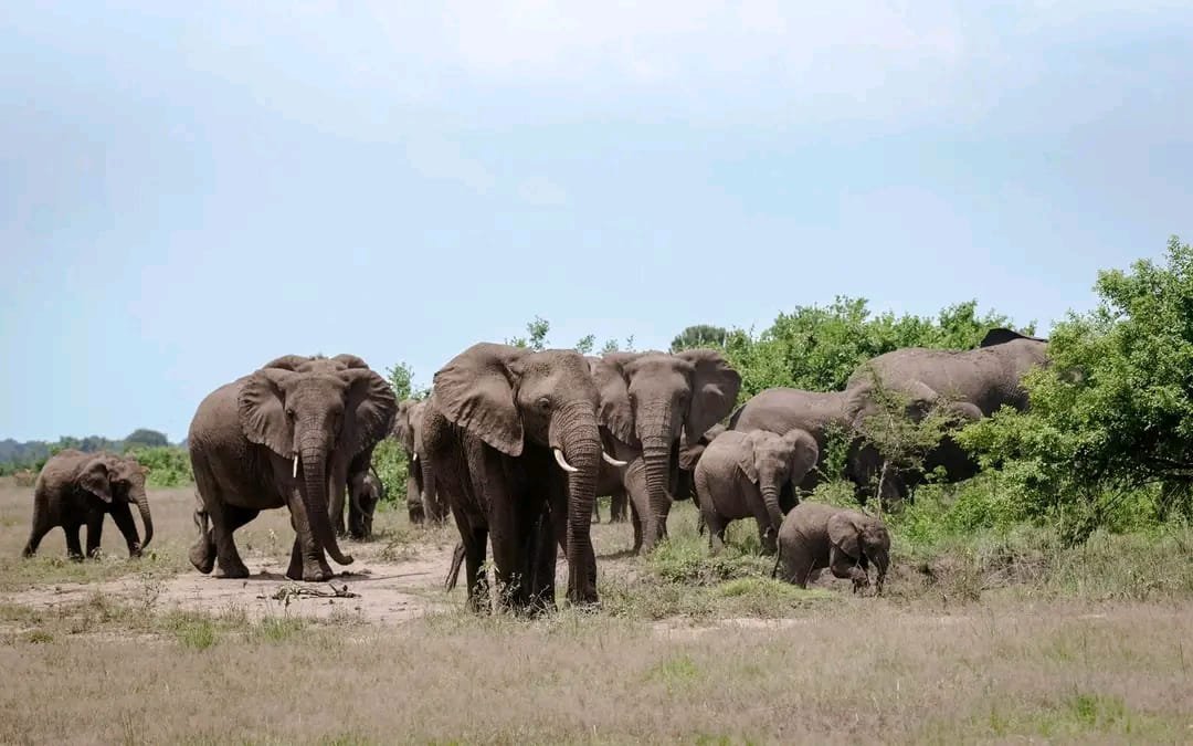 Queen Elizabeth National Park Safari