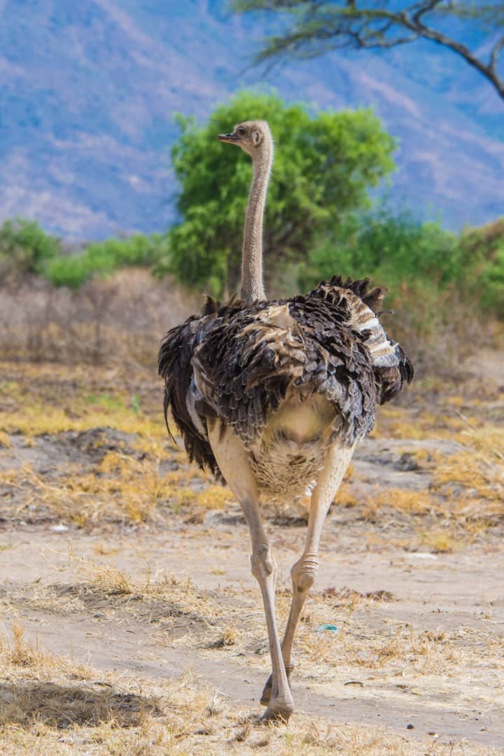 Kidepo Valley National Park