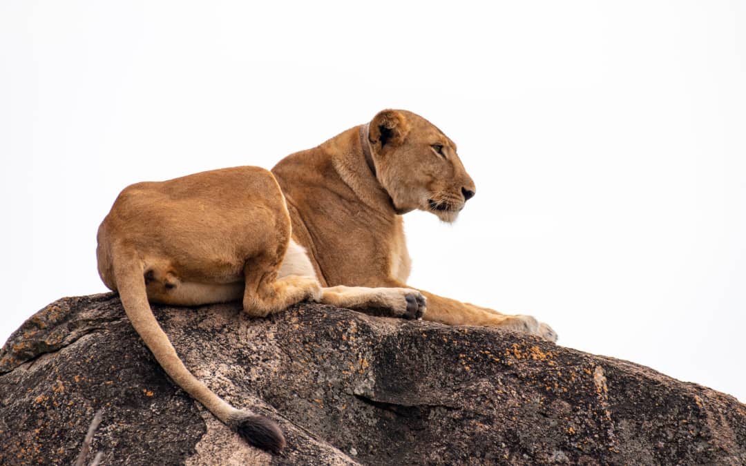 Kidepo Valley National Park