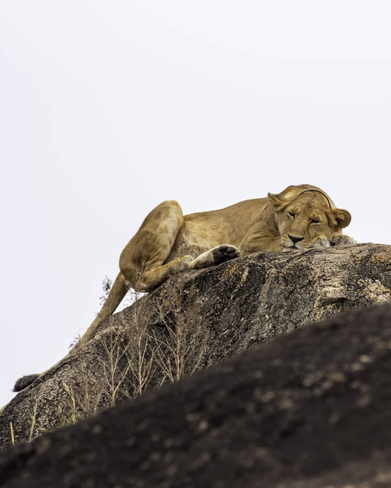 Kidepo Valley and Murchison Falls Safari