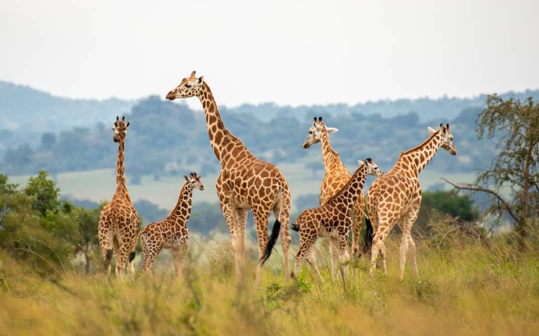Kidepo Valley and Murchison Falls Safari