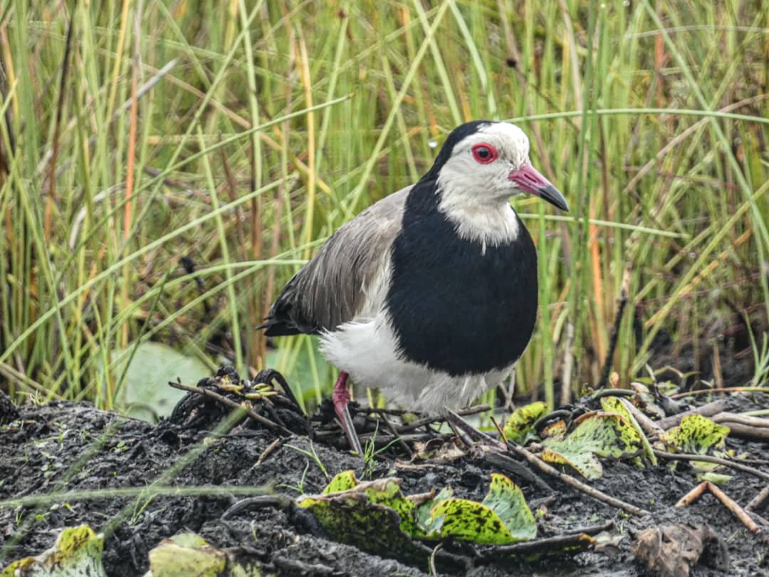 Bwindi Birding Expedition