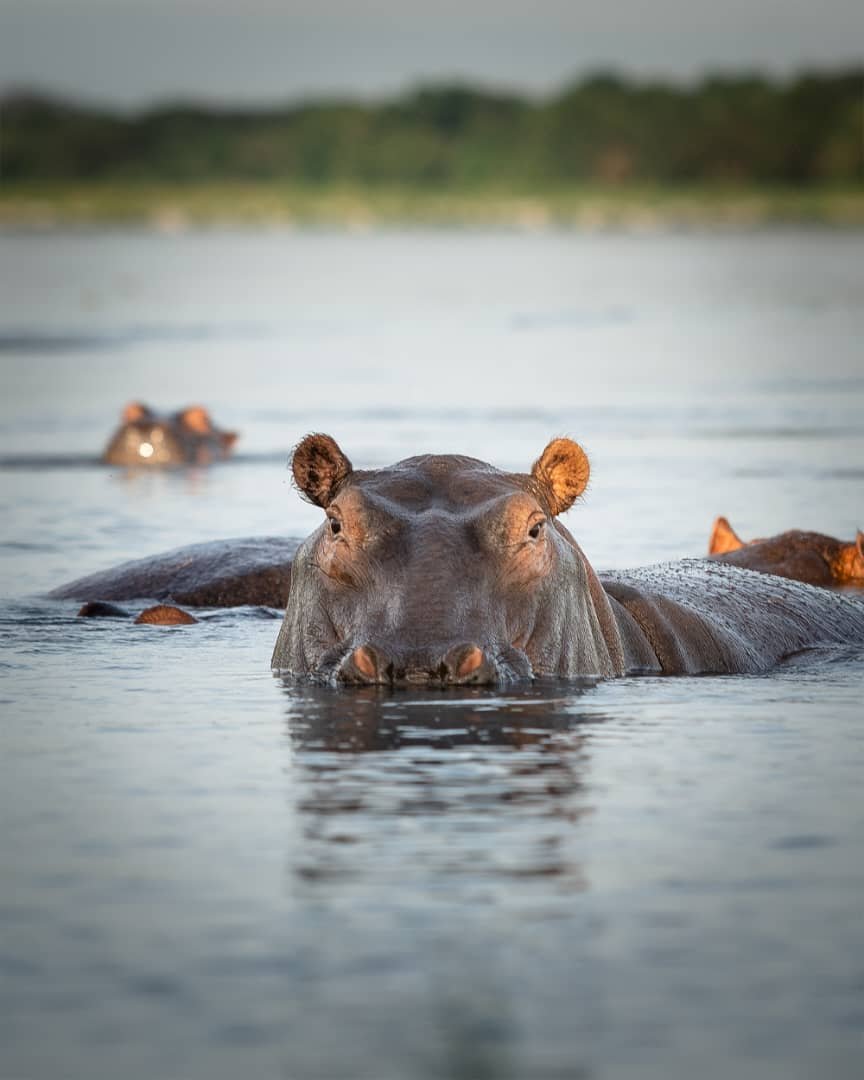 8-Day Uganda Primate & Big Game Safari