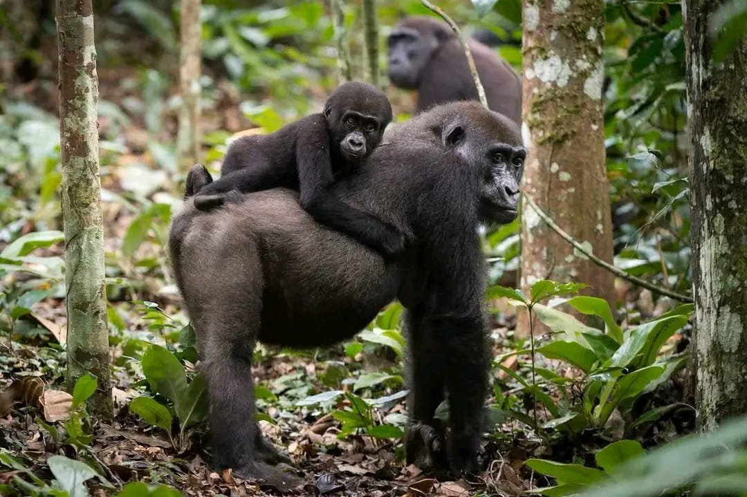 Uganda Primate and Big Game Safari