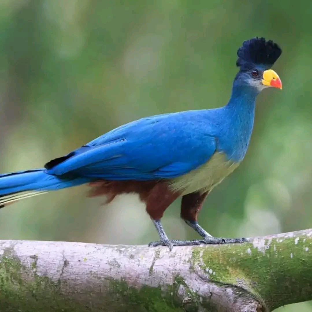 Uganda Birding Safari
